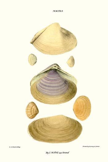 trough shells