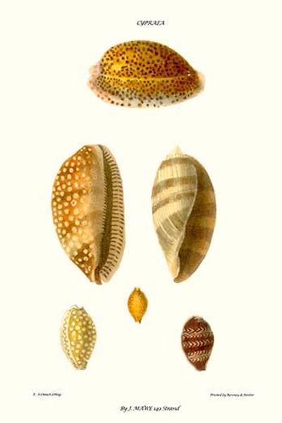 cowrie shells