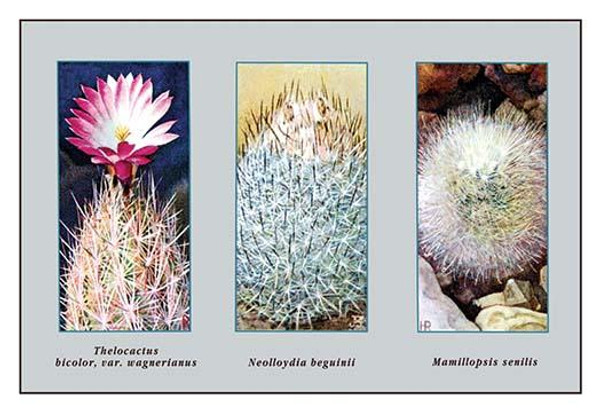 Thelocactus, Bicolor, Var. Wagnerianus