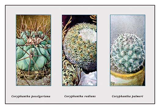 Coryphantha Poselgeriana