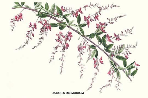 Japanes Desmodium