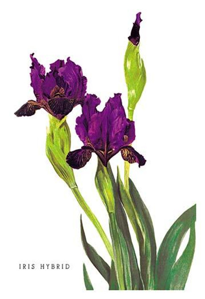 Iris Hybrid