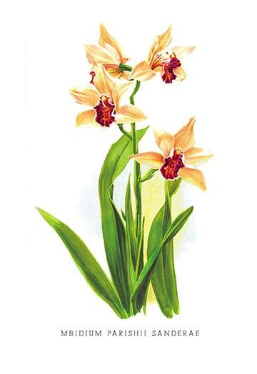 Mbidium Parishii Sanderae