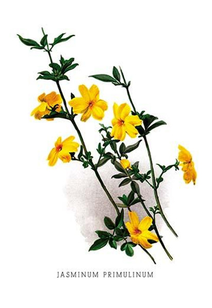 Jasminum Primulinum