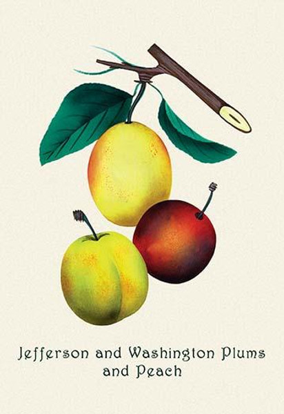 Jefferson and Washington Plums and Peach