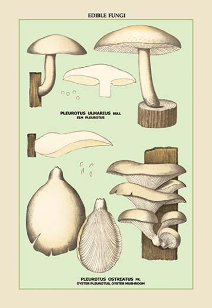 Oyster Mushroom