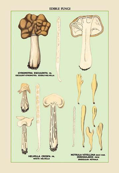 Edible Fungi: White Helvella