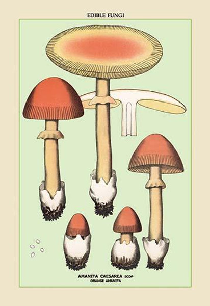 Edible Fungi: Orange Amanita