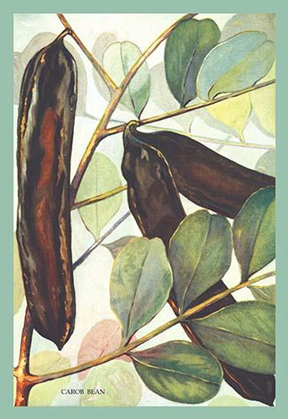 Carob Bean