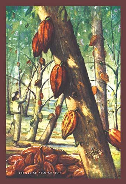 Chocolate "Cacao" Tree