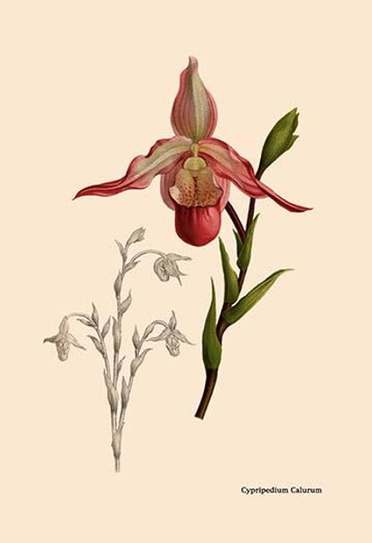 Orchid: Cypripedium Calurum