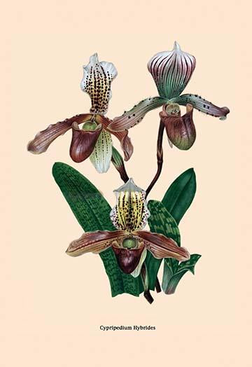 Orchid: Cypripedium Hybrides