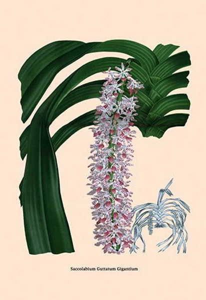 Orchid: Saccolabium Guttatum Gicanticum