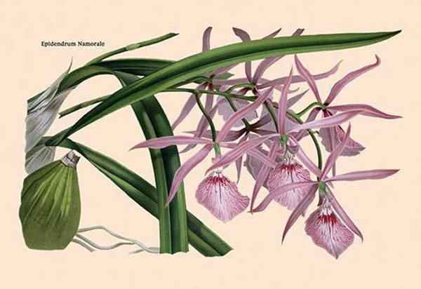 Orchid: Epidendrum Namorale