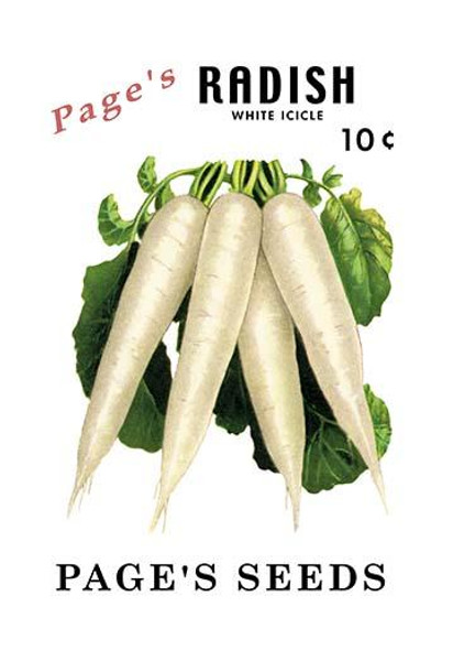 Page's Radish: White Icicle