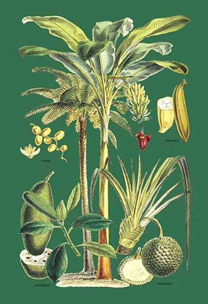 Plants Used as Food