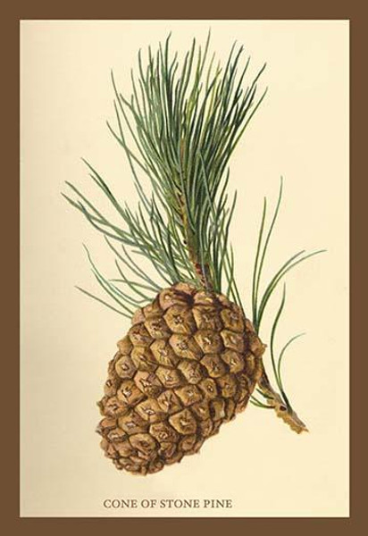 Cone of a Stone Pine