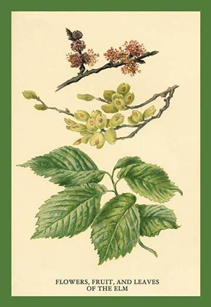 Flowers, Fruits and Leaves of the Elm