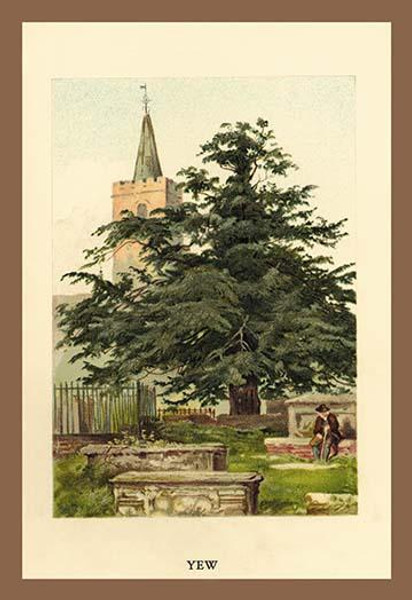 The Yew