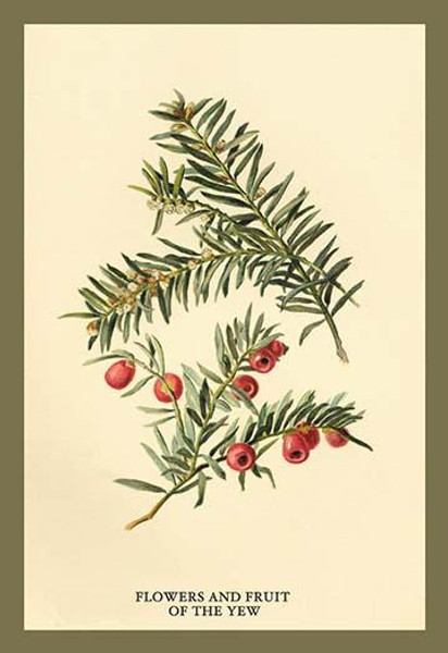 Flowers and Fruit of the Yew