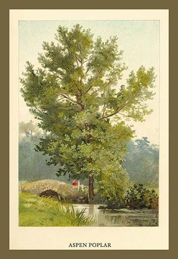 Aspen Poplar