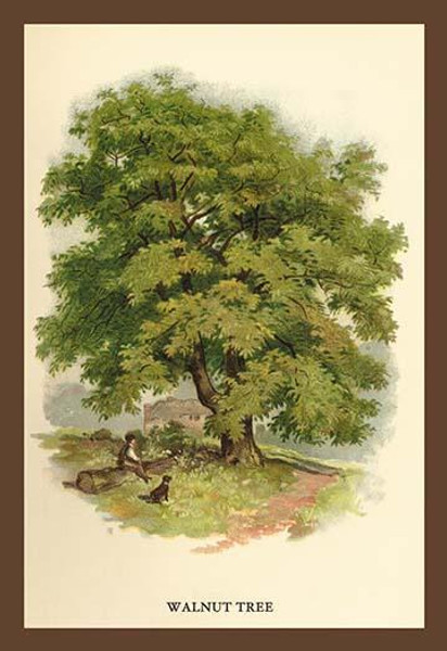 Walnut Tree Walnut Tree