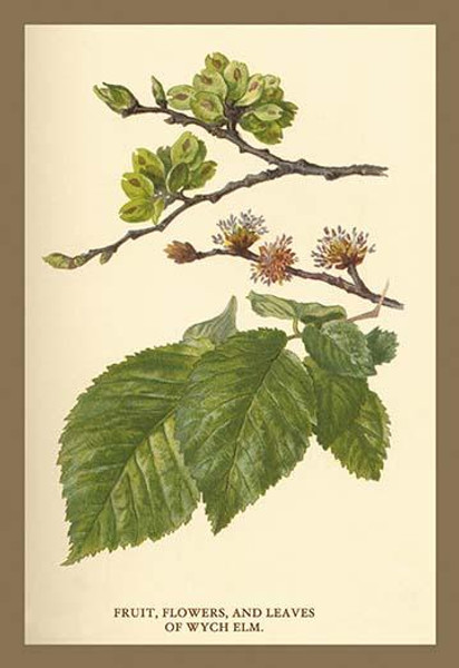 Fruit, Flower and Leaves from Wych Elm