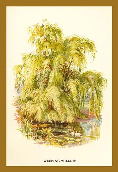 The Weeping Willow
