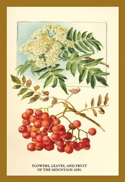 Flowers, Leaves, and Fruit Of The Mountian Ash.