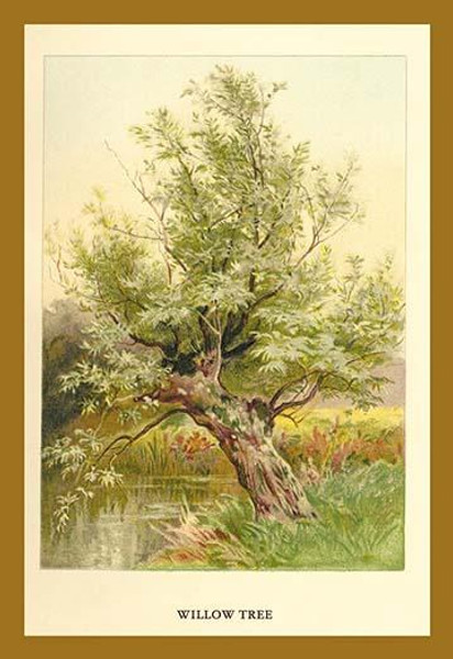 Willow Tree