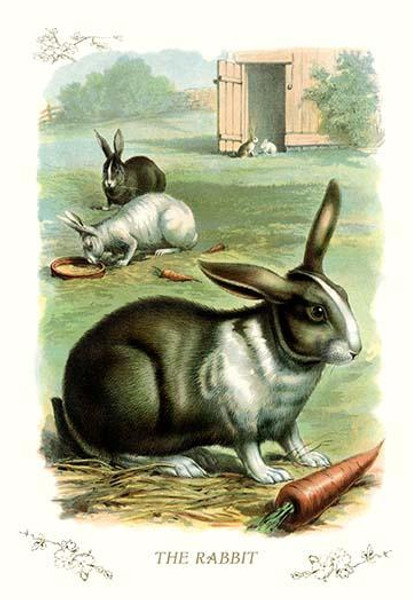 The Rabbit