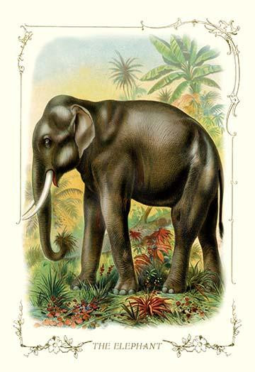 The Elephant