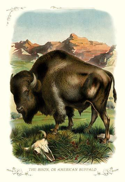 The Bison, or American Buffalo