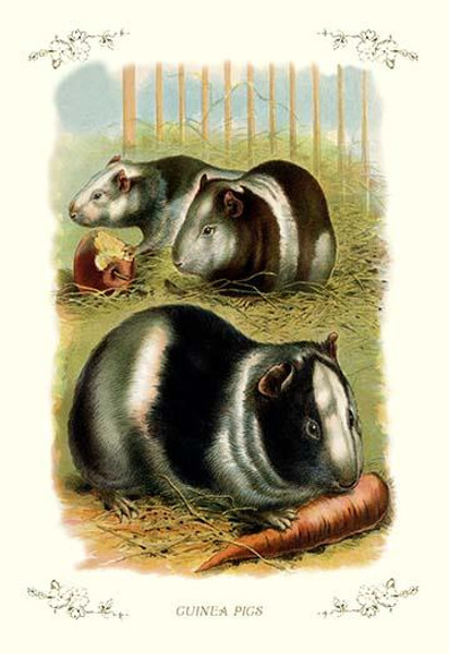 Guinea Pigs