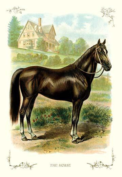 The Horse