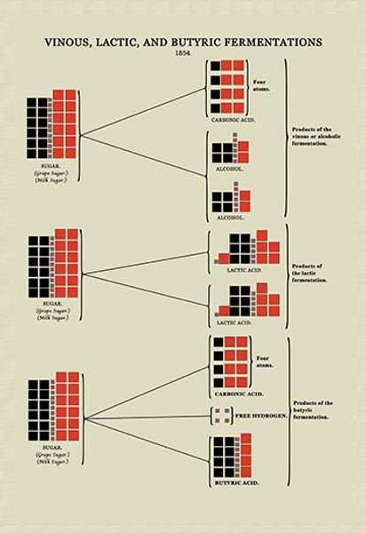 Vinous, Lactic, and Butyric Fermentations