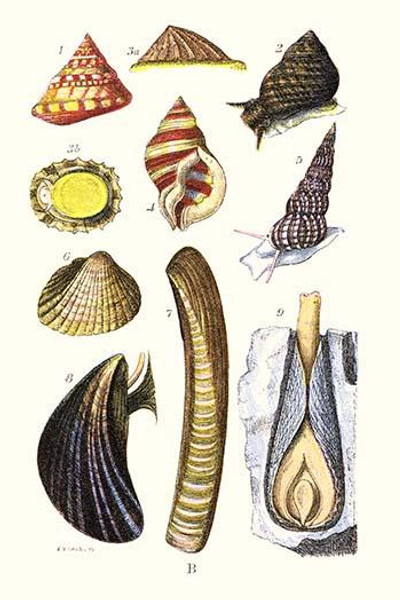 Sea shells: Livid Top, Yellow Periwinkle,Wentletrap, Cockle, Razorshell, Mussel