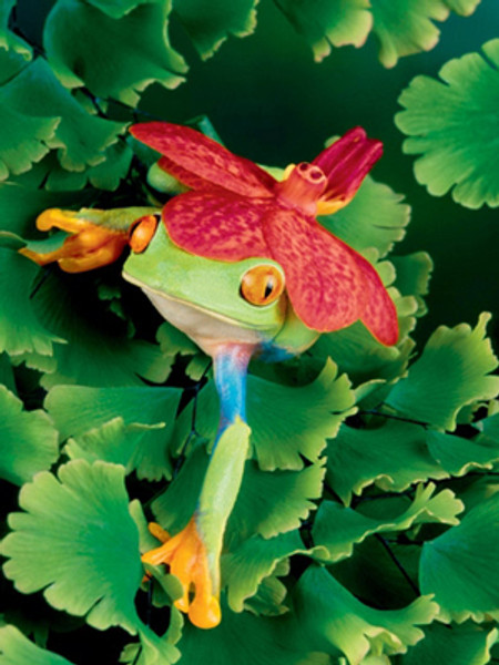 Tree Frog with Orchid Poster
