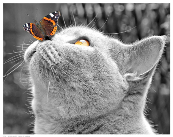 Butterfly on Nose Poster