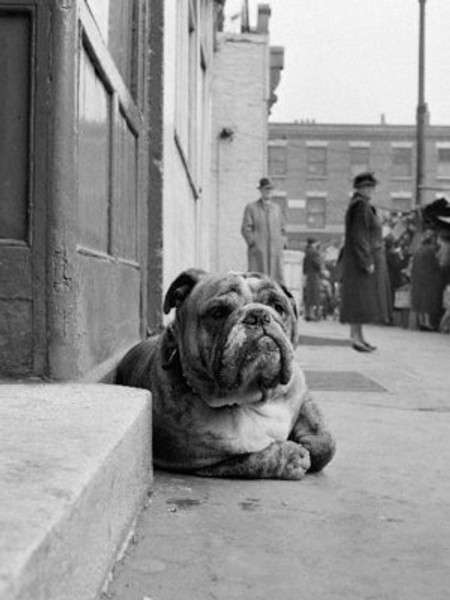 Lazy Bulldog at Camden Town Poster