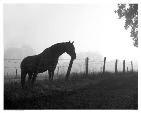 Morning Pasture Poster