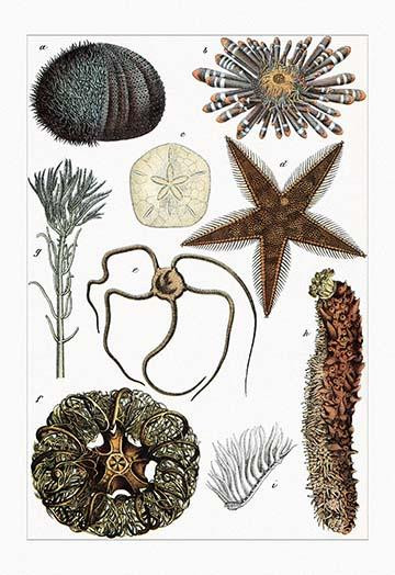 Collection of Echinoderms