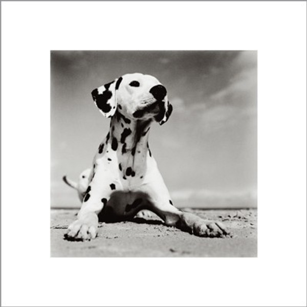 Dalmation Puppy Poster