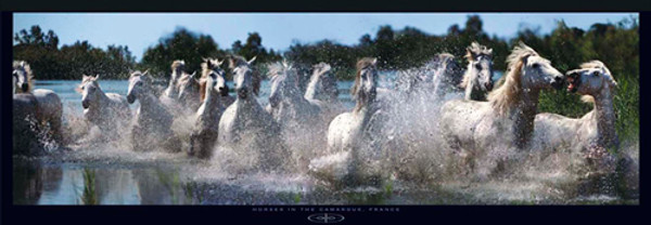 Horses in the Camargue, France Poster