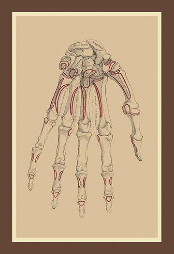 Bones of the Lower Row