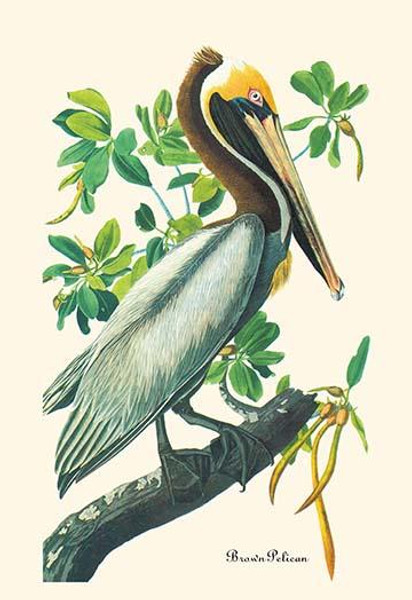 Brown Pelican