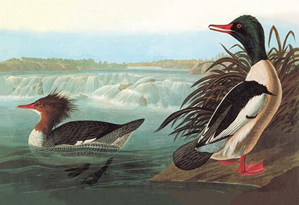 Common Merganser