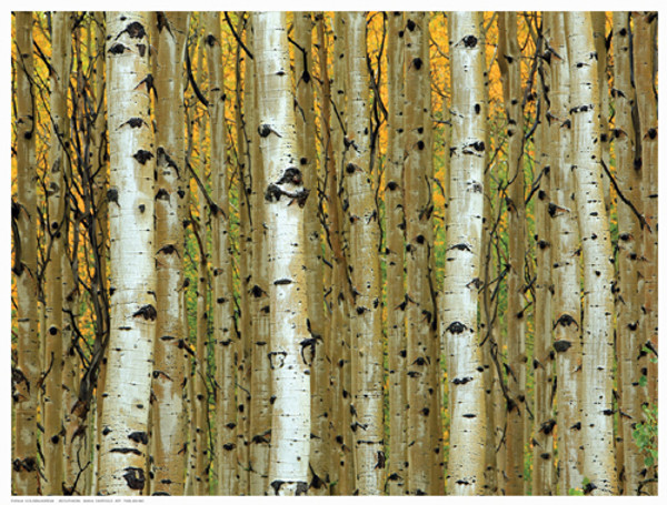 Golden Aspens Poster