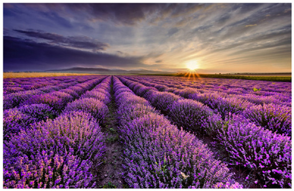 Lavender Sunrise Poster