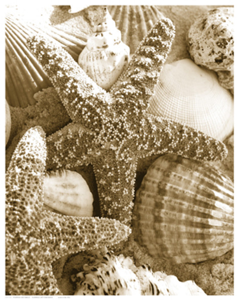 Starfish and Shells Poster